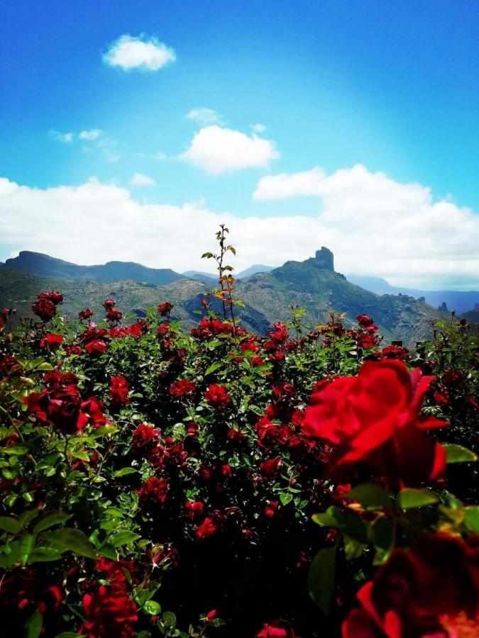 El Rincon Del Nublo Pensionat Tejeda  Eksteriør billede