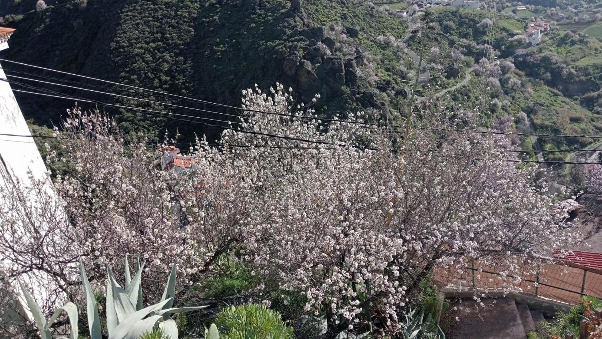 El Rincon Del Nublo Pensionat Tejeda  Eksteriør billede